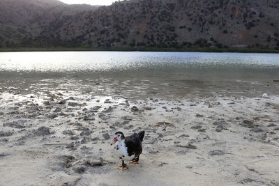 View of dog on beach