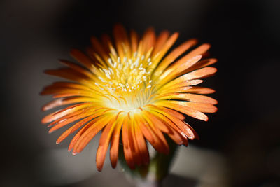 Close-up of yellow flower against sky at night