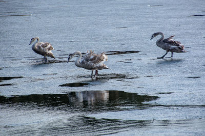 Ducks in lake