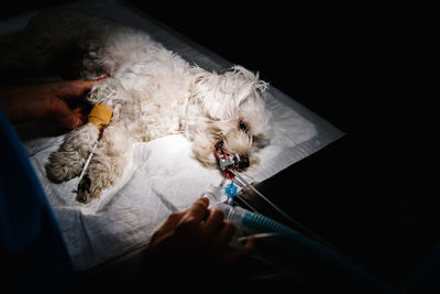 Unrecognizable crop vet doctor operating on dog lying on table with anesthesia equipment in dark operating theater of veterinary clinic on black background