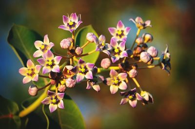 Close-up of purple aak phool crown flower plant.