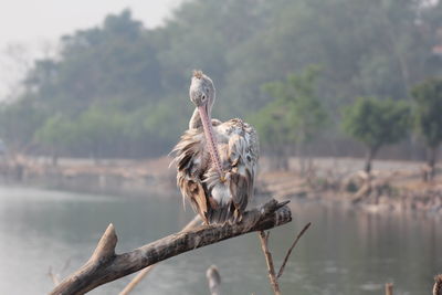 Pelican perching on branch against lake