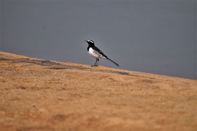 White browed wagtail bird