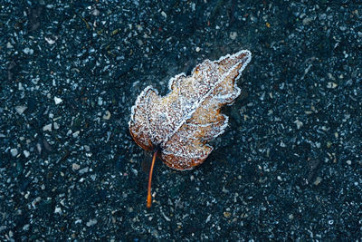 High angle view of leaf on road