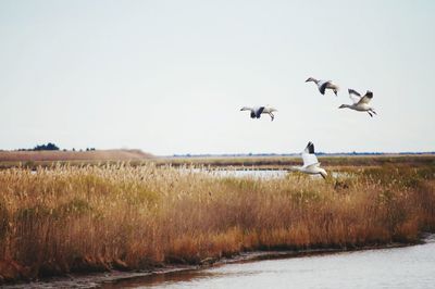 Birds flying over the field