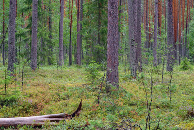 Trees in forest