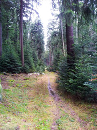 Trees in forest