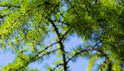 Larch branches with cones lit by the sun against a blue sky