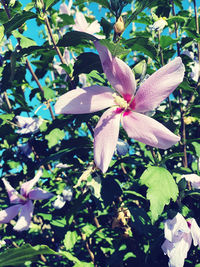 Close-up of pink flowering plant