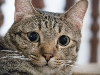 Close-up portrait of cat