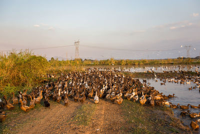 Flock of birds in the water