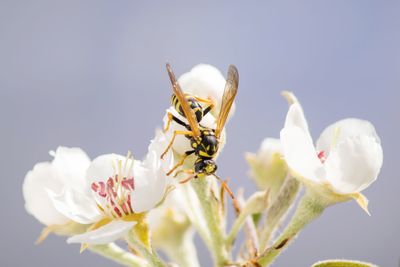 Close-up of insect on white blossom
