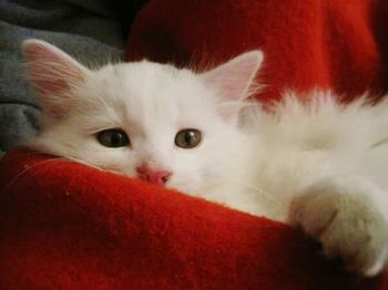 Close-up portrait of cat