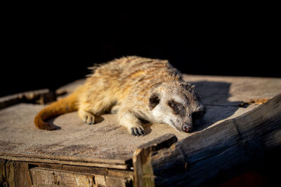 Close-up of a meerkat 