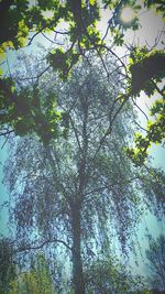 Low angle view of trees in forest