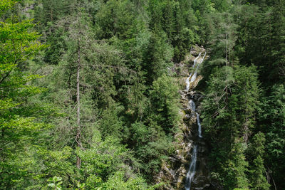 Plants and trees in forest