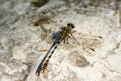 High angle view of dragonfly on rock