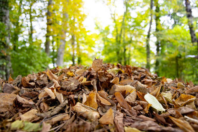 Close-up of dry leaves on wood in forest