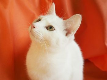 Close-up of cat looking away