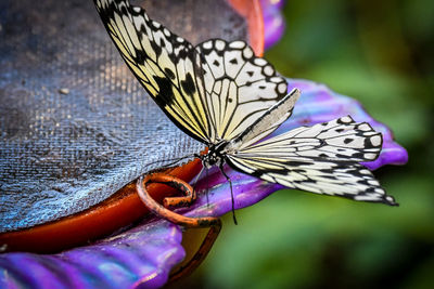 Close-up of butterfly on purple flower