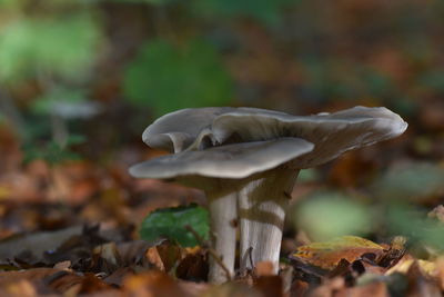 Close-up of mushroom growing outdoors