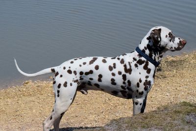 Close-up of dog standing outdoors