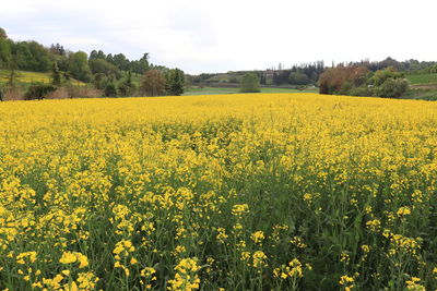 Scenic view of oilseed rape field against sky