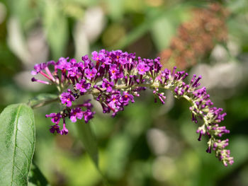 Close-up of purple flowering plant