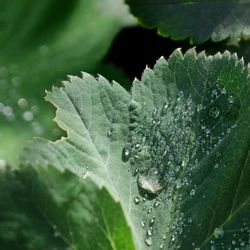 Close-up of raindrops on leaf