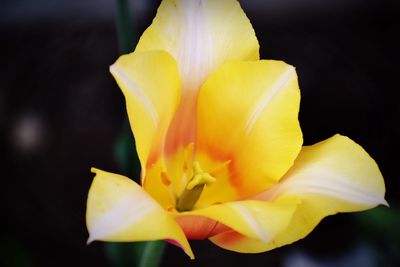 Close-up of yellow rose flower