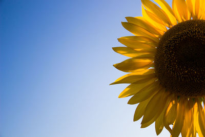 Low angle view of sunflower blooming against clear blue sky