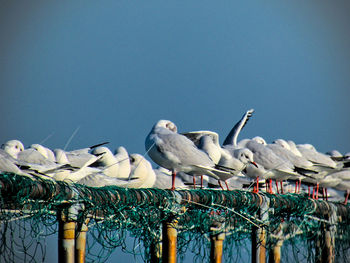 Seagulls perching on railing against clear sky