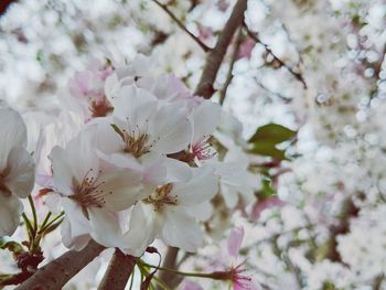 Close-up of pink cherry blossom tree