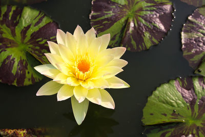 Close-up of lotus water lily in lake