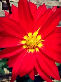 Close-up of red flower