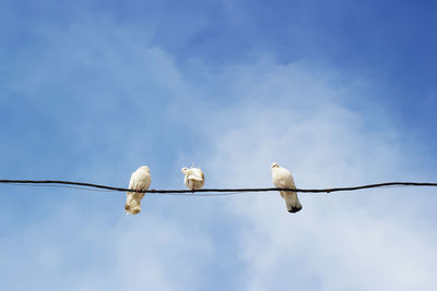 Low angle view of birds perching on cable against sky