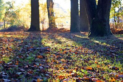 Trees in park during autumn