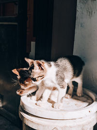 Cat drinking water