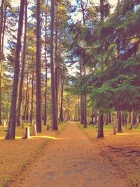 View of trees in forest