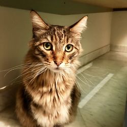 Close-up portrait of cat sitting