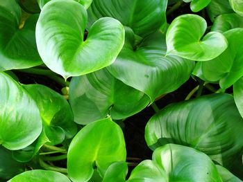 Full frame shot of fresh green plant