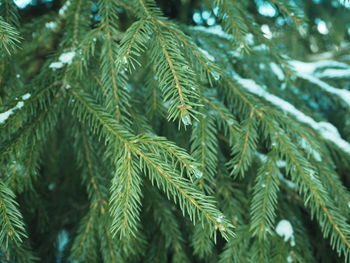 Full frame shot of pine tree during winter