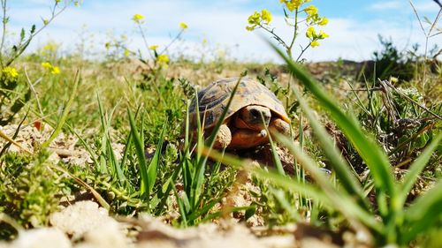 Tortue plein nature