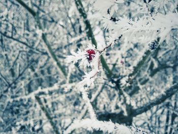 Close-up of frozen plant during winter