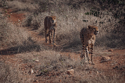 Cheetah walking on field