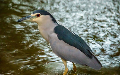 Close-up of a bird