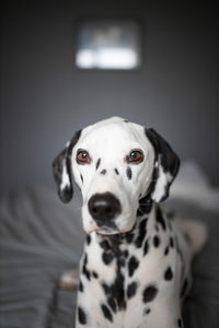 Close-up portrait of a dog