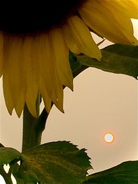 Low angle view of flowering plant against sky