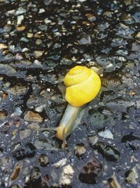 High angle view of yellow leaf on wet street
