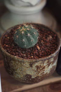 Close-up of succulent plant on table